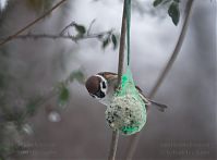 Vogel-Spatz-20101229-16.jpg