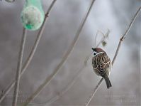 Vogel-Spatz-20101229-17.jpg
