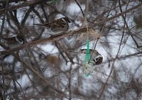 Vogel-Spatz-20101229-18.jpg