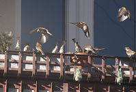 Vogel-Spatz-20110306-11.jpg