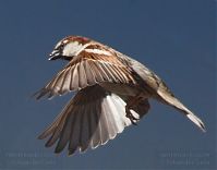 Vogel-Spatz-20110306-13.jpg