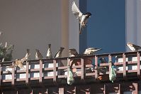 Vogel-Spatz-20110306-14.jpg