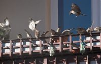 Vogel-Spatz-20110306-15.jpg