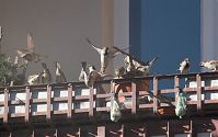 Vogel-Spatz-20110306-16.jpg