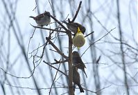 Vogel-Spatz-20120204-015.jpg