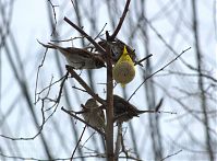Vogel-Spatz-20120204-016.jpg