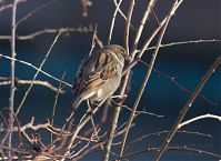 Vogel-Spatz-20120308-106.jpg