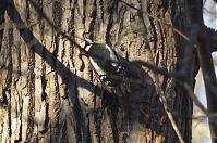 Vogel-Buntspecht-20131231-166.jpg