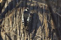 Dateiname=Vogel-Buntspecht-20131231-167.jpg
Dateigröße=193KB
Abmessungen: 880x584
hinzugefügt am: 06. Januar 2016 Vogel-Buntspecht-20131231-167.jpg