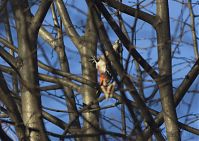 Dateiname=Vogel-Buntspecht-20131231-169.jpg
Dateigröße=207KB
Abmessungen: 880x623
hinzugefügt am: 06. Januar 2016 Vogel-Buntspecht-20131231-169.jpg