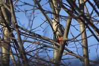 Dateiname=Vogel-Buntspecht-20131231-170.jpg
Dateigröße=215KB
Abmessungen: 880x584
hinzugefügt am: 06. Januar 2016 Vogel-Buntspecht-20131231-170.jpg