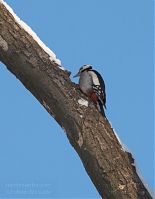 Vogel-Specht-20101218-12.jpg