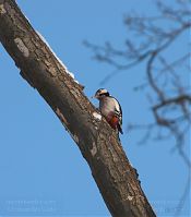 Vogel-Specht-20101218-13.jpg