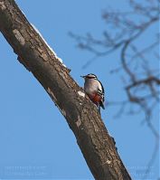 Vogel-Specht-20101218-15.jpg