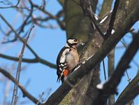 Vogel-Specht-20101218-16.jpg