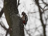 Vogel-Specht-20101224-32.jpg