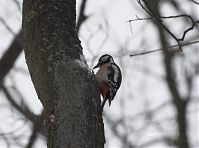 Vogel-Specht-20101224-34.jpg