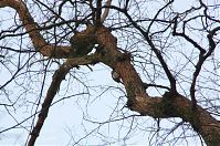 Vogel-Specht-20120131-057.jpg