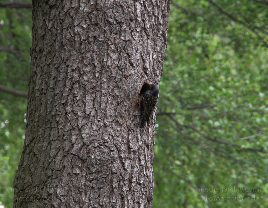 Berlin. Vogel. Star (Sturnus vulgaris) an seinem Nest.
8. 5. 2010. Berlin. Mitte. Wedding. Park Rehberge am Plötzensee. Vogel. Vögel. Star (Sturnus vulgaris) vor einer Baumhöhle mit seinem Nest. Stare (Sturnidae)
Schlüsselwörter: Berlin;birds;Fauna;Nest;Star;Sturnus vulgaris;Tiere;Vogel;Vögel;2010