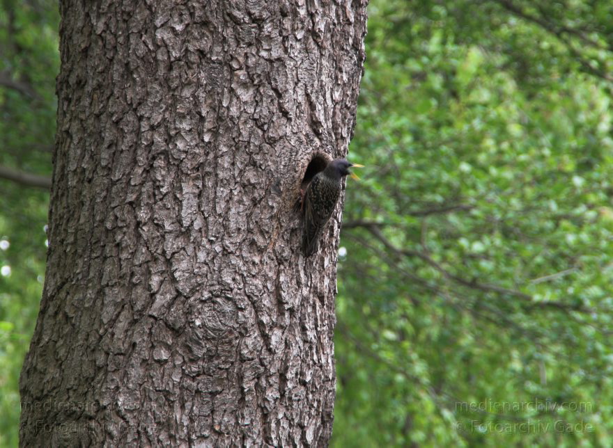Berlin. Vogel. Star (Sturnus vulgaris) an seinem Nest.
8. 5. 2010. Berlin. Mitte. Wedding. Park Rehberge am Plötzensee. Vogel. Vögel. Star (Sturnus vulgaris) vor einer Baumhöhle mit seinem Nest. Stare (Sturnidae)
Schlüsselwörter: Berlin;birds;Fauna;Nest;Star;Sturnus vulgaris;Tiere;Vogel;Vögel;2010