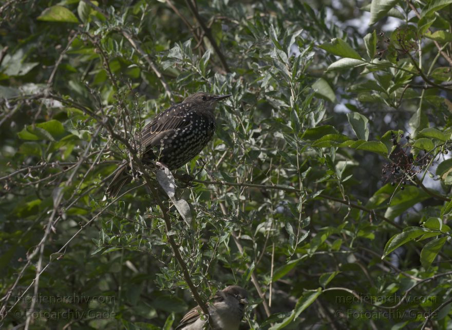 Vogel. Star. Sturnus vulgaris
19. 09. 2010. Berlin. Mitte. Wedding. Fauna. Tiere. Vogel. Star. Sturnus vulgaris
Schlüsselwörter: Berlin;birds;Fauna;Stare;Sturnus vulgaris;Tiere;Vogel;Vögel;2010;Mitte