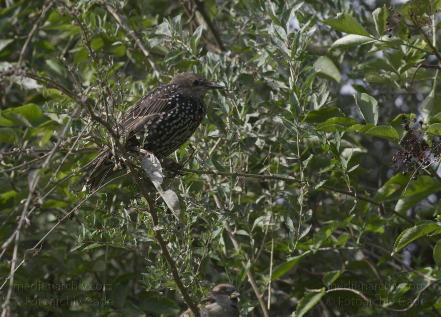 Vogel. Star. Sturnus vulgaris
19. 09. 2010. Berlin. Mitte. Wedding. Fauna. Tiere. Vogel. Star. Sturnus vulgaris
Schlüsselwörter: Berlin;birds;Fauna;Stare;Sturnus vulgaris;Tiere;Vogel;Vögel;2010;Mitte