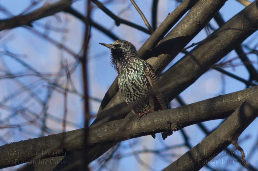 Vogel. Star. Sturnus vulgaris
31. 12. 2013. Berlin. Fauna. Tiere. Vogel. Star. Sturnus vulgaris
Schlüsselwörter: Sturnus vulgaris;Tiere;Vogel;Fauna;Star;2013;Berlin