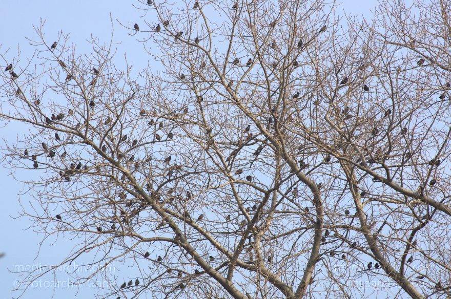 Brandenburg. Rhinluch. Stare auf einem Baum
1. 3. 2014. Brandenburg. Rhinluch. Fauna. Tiere. Vogel. Vögel. Ein Schwarm Stare auf einem Baum. (Sturnus vulgaris)
Schlüsselwörter: Brandenburg;Fauna;Grus grus;Rhinluch;Star;Sturnus vulgaris;Tiere;Vogel;2014;Vögel