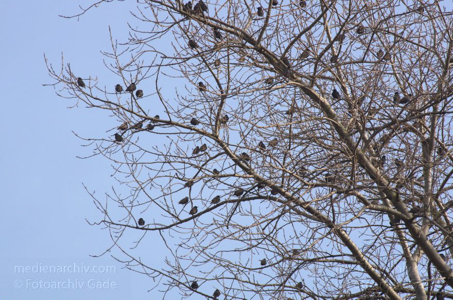 Brandenburg. Rhinluch. Stare auf einem Baum
1. 3. 2014. Brandenburg. Rhinluch. Fauna. Tiere. Vogel. Vögel. Ein Schwarm Stare auf einem Baum. (Sturnus vulgaris)
Schlüsselwörter: Brandenburg;Fauna;Grus grus;Rhinluch;Star;Sturnus vulgaris;Tiere;Vogel;2014;Vögel