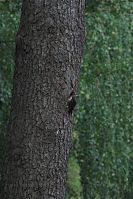 Vogel-Star-20090516-21.jpg
