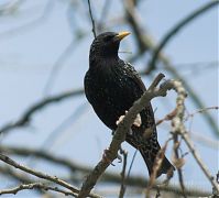 Vogel-Star-201004-20-030a.jpg