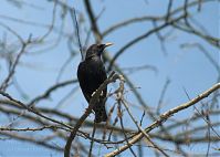 Vogel-Star-201004-20-031.jpg