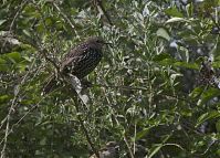 Vogel-Star-20100919-12.jpg