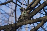 Vogel-Star-20131231-174.jpg