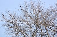 Vogel-Star-20140304-187.jpg