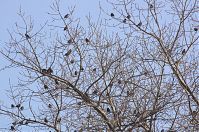 Vogel-Star-20140304-189.jpg