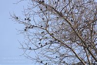 Vogel-Star-20140304-190.jpg