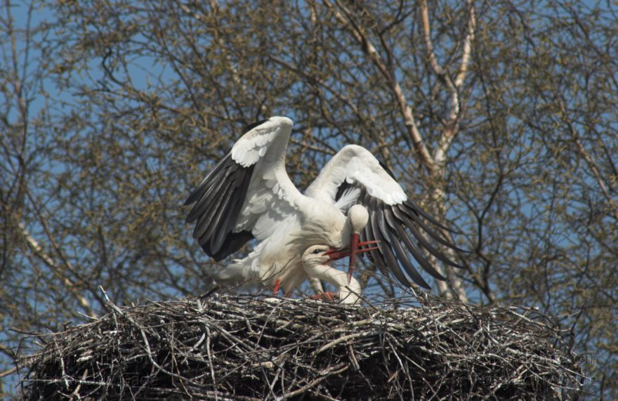 Brandenburg. Linum. Vogel. Storch im Horst.
10. 4. 2009. Brandenburg. Linum. Fauna. Tiere. Vogel. Vögel. Zugvögel. Storch. Störche. Jungstörche im Horst.
Schlüsselwörter: birds;Brandenburg;Horst;Linum;Storch;Störche;Vogel;Vögel;2009
