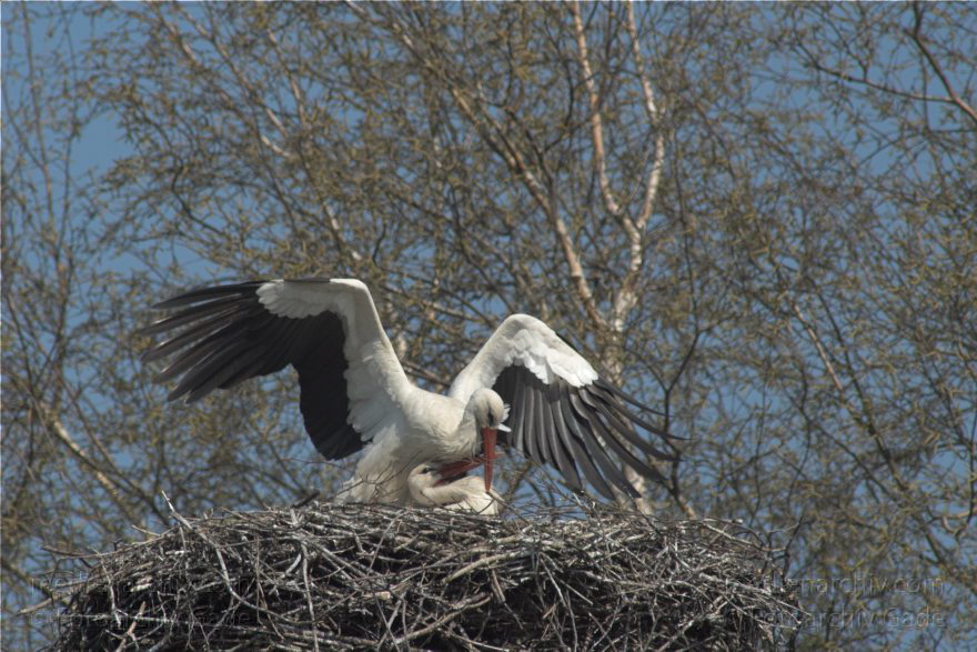Brandenburg. Linum. Vogel. Storch im Horst.
10. 4. 2009. Brandenburg. Linum. Fauna. Tiere. Vogel. Vögel. Zugvögel. Storch. Störche. Jungstörche im Horst.
Schlüsselwörter: birds;Brandenburg;Horst;Linum;Storch;Störche;Vogel;Vögel;2009