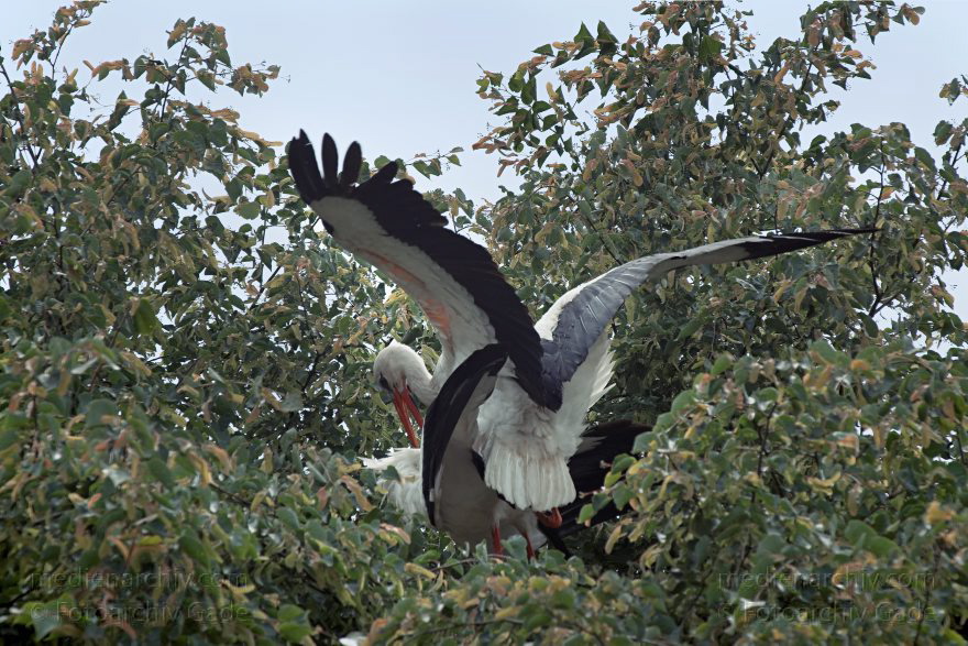 Brandenburg. Linum. Vogel. Storch. Störche
29. 5. 2011. Brandenburg. Linum. Fauna Tiere Vogel  Vögel. Storch Störche (Ciconiidae) Weißstorch (Ciconia ciconia).   Familie: Schreitvögel (Ciconiiformes)
Schlüsselwörter: birds;Brandenburg;Ciconia ciconia;Ciconiidae;Fauna;Linum;Storch;Störche;Tiere;Vogel;Vögel;2011