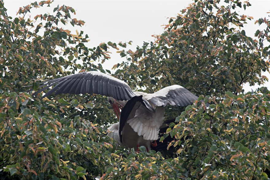 Brandenburg. Linum. Vogel. Storch. Störche
29. 5. 2011. Brandenburg. Linum. Fauna Tiere Vogel  Vögel. Storch Störche (Ciconiidae) Weißstorch (Ciconia ciconia).   Familie: Schreitvögel (Ciconiiformes)
Schlüsselwörter: birds;Brandenburg;Ciconia ciconia;Ciconiidae;Fauna;Linum;Storch;Störche;Tiere;Vogel;Vögel;2011