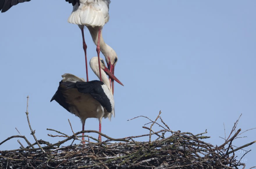 Brandenburg. Linum. Vogel. Storch im Horst.
20. 4. 2013. Brandenburg. Linum. Fauna. Tiere. Vogel. Vögel. Zugvögel. Storch. Störche. Jungstörche im Horst.
Schlüsselwörter: birds;Brandenburg;Horst;Linum;Rhinluch;Storch;Störche;Vogel;Vögel;2013