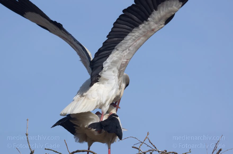 Brandenburg. Linum. Vogel. Storch im Horst.
20. 4. 2013. Brandenburg. Linum. Fauna. Tiere. Vogel. Vögel. Zugvögel. Storch. Störche. Jungstörche im Horst.
Schlüsselwörter: birds;Brandenburg;Horst;Linum;Rhinluch;Storch;Störche;Vogel;Vögel;2013