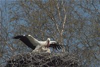 Dateiname=Vogel-Storch-20090410-96.jpg
Dateigröße=259KB
Abmessungen: 880x587
hinzugefügt am: 06. Januar 2016 Vogel-Storch-20090410-96.jpg