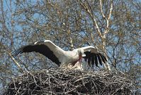 Dateiname=Vogel-Storch-20090410-98.jpg
Dateigröße=296KB
Abmessungen: 880x595
hinzugefügt am: 06. Januar 2016 Vogel-Storch-20090410-98.jpg