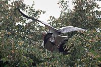 Vogel-Storch-20110529-34.jpg