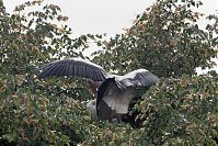 Vogel-Storch-20110529-37.jpg
