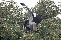 Vogel-Storch-20110529-38.jpg