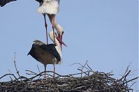 Dateiname=Vogel-Storch-20130420-105.jpg
Dateigröße=132KB
Abmessungen: 880x584
hinzugefügt am: 06. Januar 2016 Vogel-Storch-20130420-105.jpg