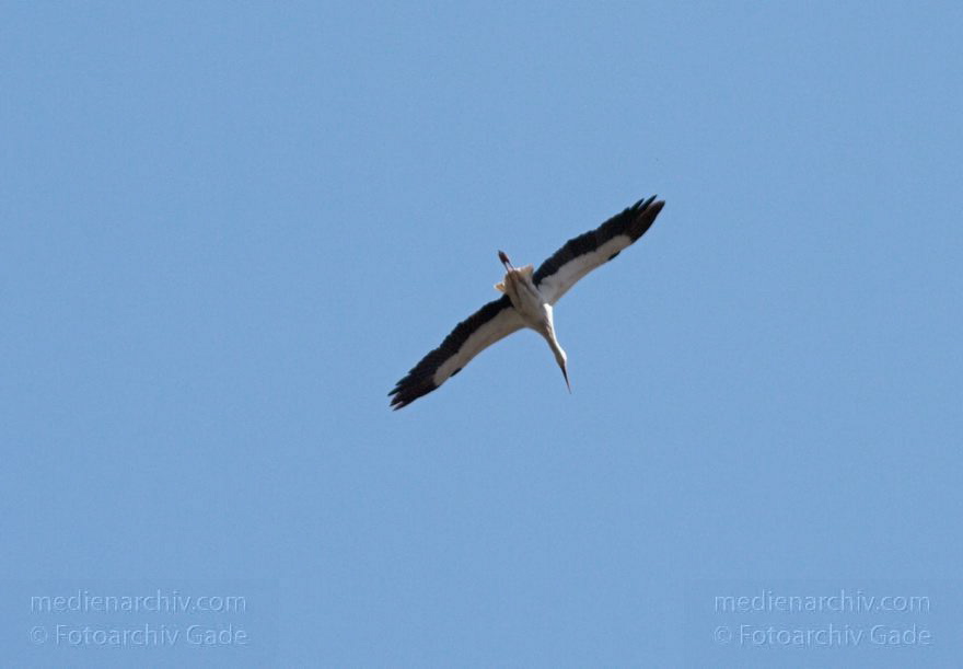 Brandenburg. Linum. Fauna Tiere. Vogel. Storch. Störche. Weißstorch (Ciconia ciconia)
18. 4. 2010. Brandenburg. Linum. Fauna Tiere. Vogel. Vögel. Storch. Störche. Weißstorch (Ciconia ciconia)
Schlüsselwörter: birds;Brandenburg;Ciconia ciconia;Ciconiidae;Fauna;Linum;Storch;Störche;Tiere;Vogel;Vögel;Weißstorch;2010